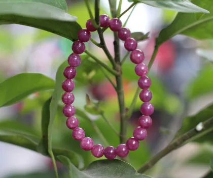 Chuỗi ruby xanh đỏ A+++ (40.5gr) FS6760-F2-3888